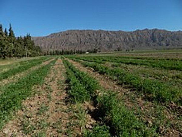 PROVINCIA DE LA RIOJA, VENDO 10 HECTAREAS EN 5 FRACCIONES DE 2 HECTAREAS CADA UNA (precio rebajado)